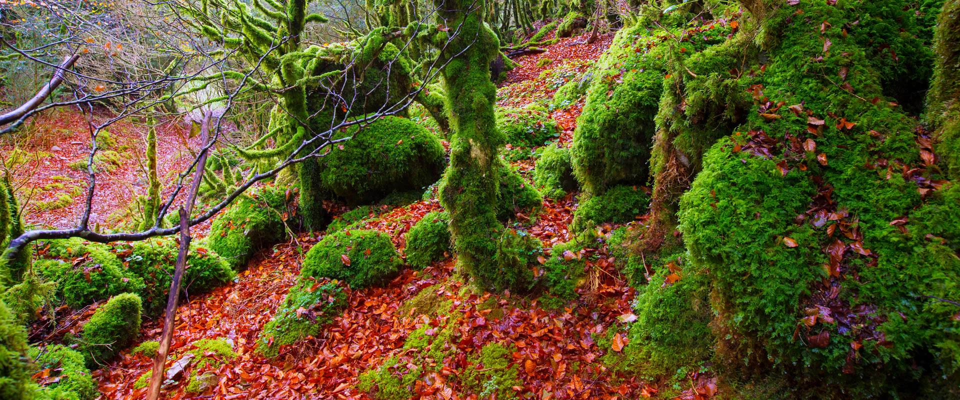 FORÊT DE IRATI